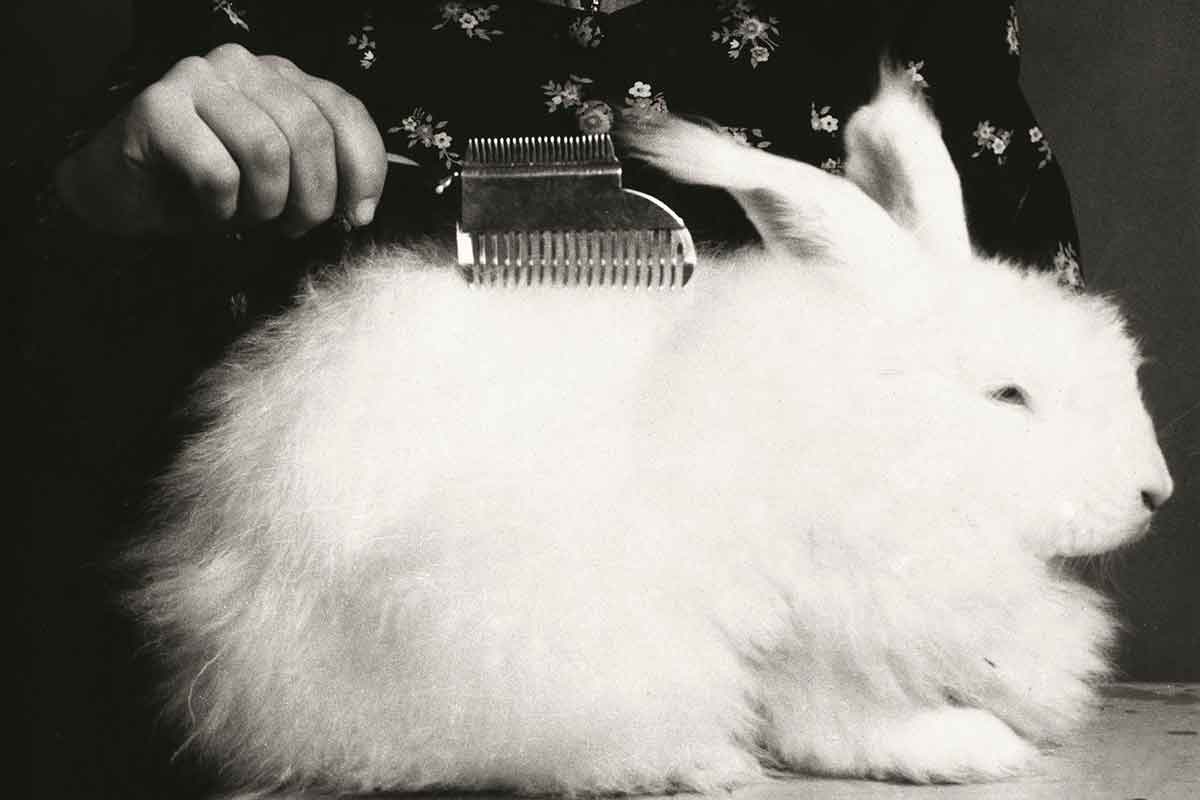 Кроличья шерсть. Шерсть кролика. Шерсть кролика для вязания. Кролики в исторических нарядах.